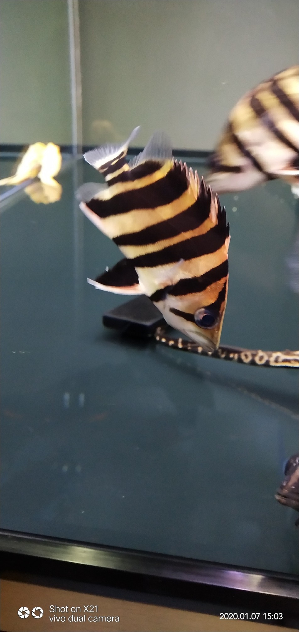 虎魚多久換水長的快 虎魚多久換水長的快 虎魚百科 第3張