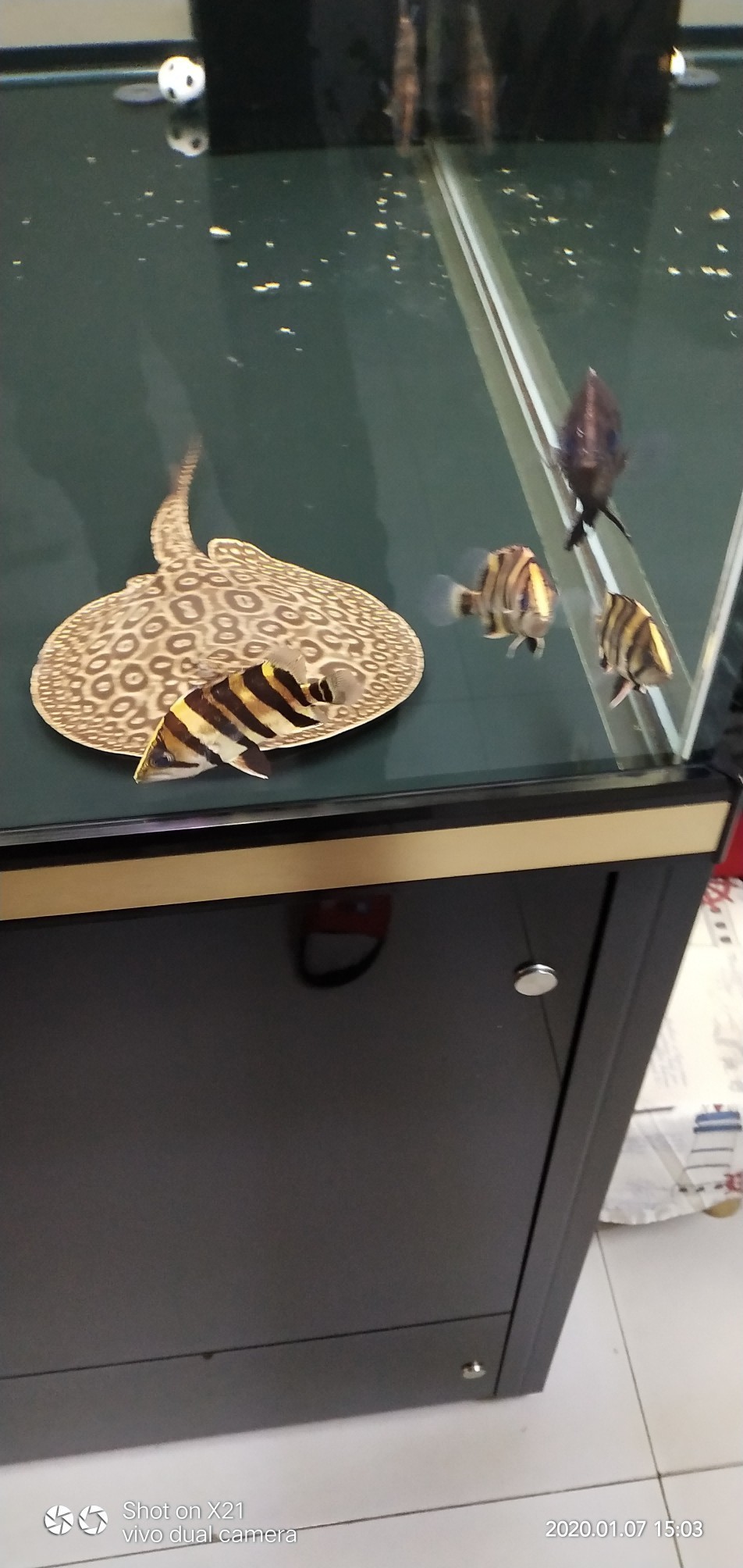 虎魚多久換水長的快 虎魚多久換水長的快 虎魚百科 第4張