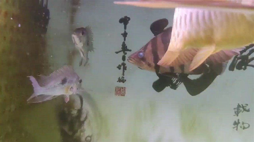 二貨虎魚明得不得了