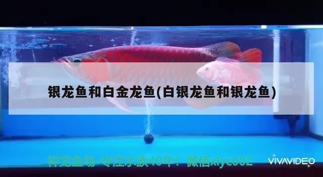 銀龍魚和白金龍魚(白銀龍魚和銀龍魚)