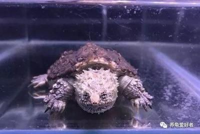 如何判斷佛鱷龜的性別：佛鱷龜的飲食習慣揭秘佛鱷龜是肉食性動物需要高蛋白食物