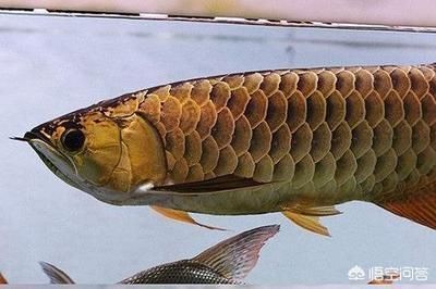 龍魚吃飽了看肚子有多大了