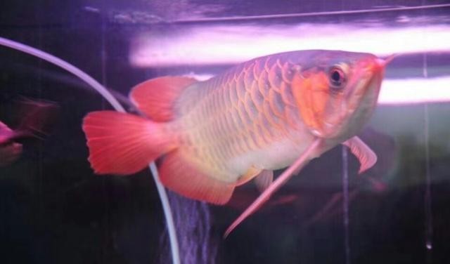 銀龍魚可以和什么魚一起養帶圖片的（銀龍魚可以和什么魚一起養帶圖片的魚）