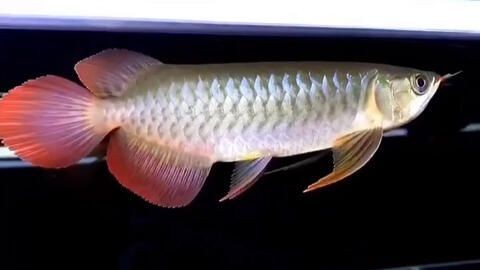 大金龍魚好養嗎