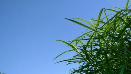 蘇虎苗水溫波動影響，夏季魚缸水溫波動對蘇虎苗的生長和健康有顯著的影響