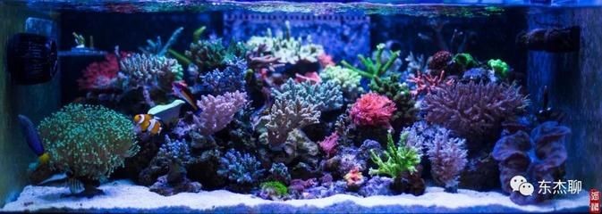 海水景觀魚缸是什么？：關(guān)于海水景觀魚缸的一些信息