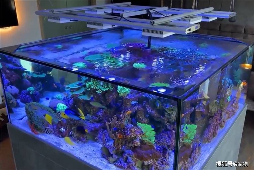 海水景觀魚缸是什么？：關(guān)于海水景觀魚缸的一些信息