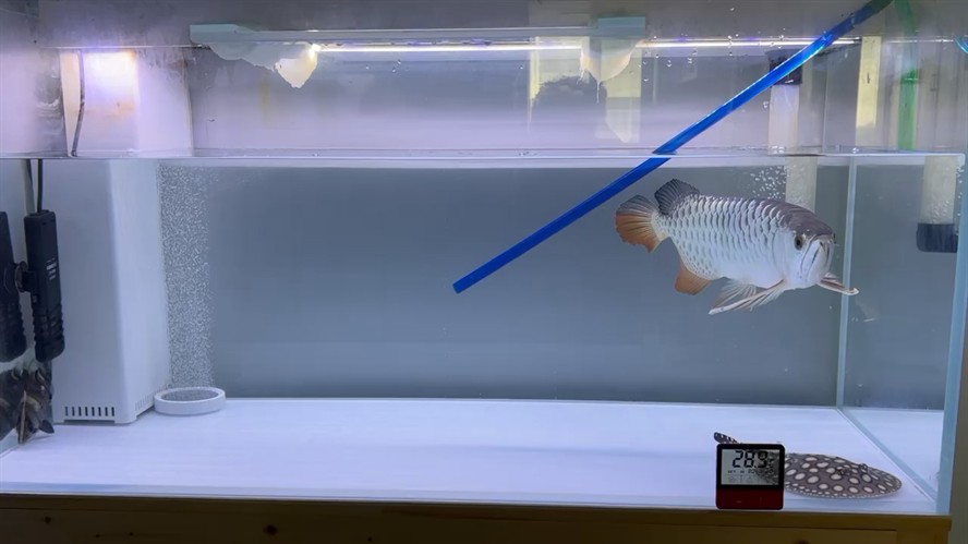 日常給魚缸三劍客龍魚、魟魚、虎魚換水