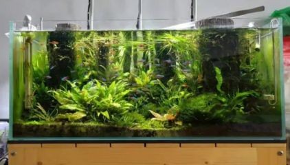 氨氮 魚缸 mg：養魚經驗分享踏火逍遙養魚經驗分享踏火逍遙的養魚經驗分享