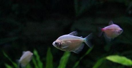 氨氮 魚缸 mg：養魚經驗分享踏火逍遙養魚經驗分享踏火逍遙的養魚經驗分享