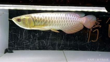 龍魚換水后翻肚子的原因及處理方法（龍魚換水后翻肚子可能是由多種原因引起的，詳細處理方法分析）