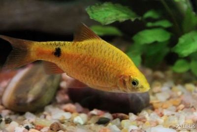觀賞魚(yú)水溫控制技巧，不同種類(lèi)觀賞魚(yú)的水溫控制技巧，觀賞魚(yú)水溫控制技巧