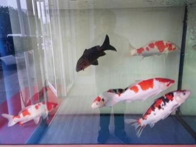觀賞魚(yú)水溫控制技巧，不同種類(lèi)觀賞魚(yú)的水溫控制技巧，觀賞魚(yú)水溫控制技巧