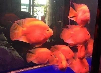 觀賞魚水溫控制技巧，不同種類觀賞魚的水溫控制技巧，觀賞魚水溫控制技巧