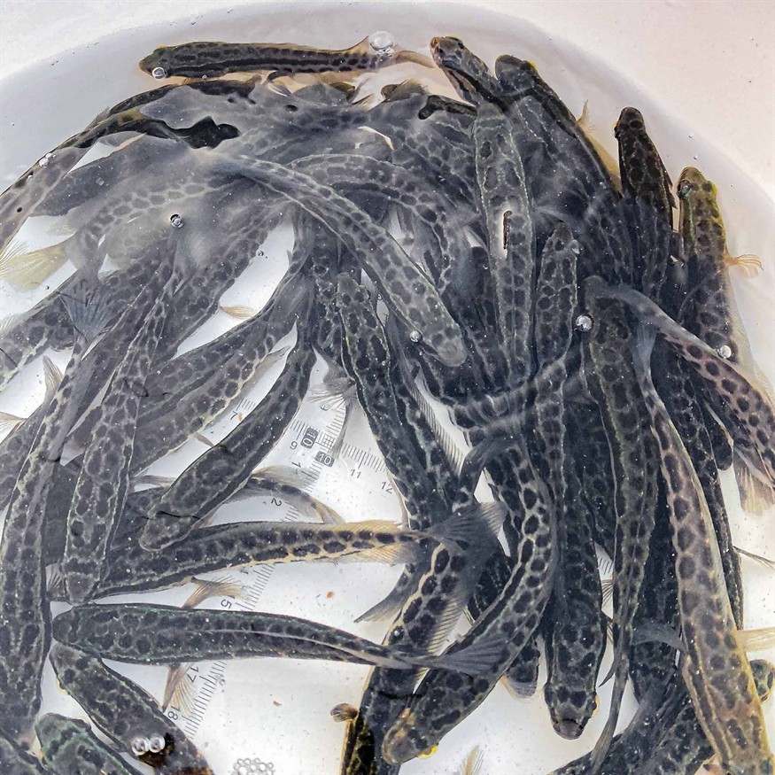 黑魚的飼養(yǎng)技巧與注意事項(xiàng)：黑魚的飼養(yǎng)技巧與常見誤區(qū)