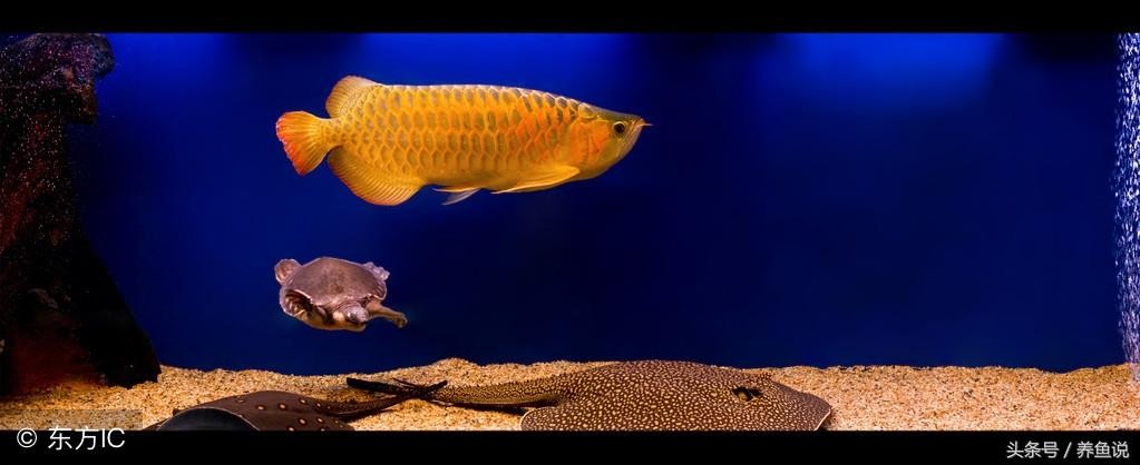 金龍魚和銀龍魚能混養