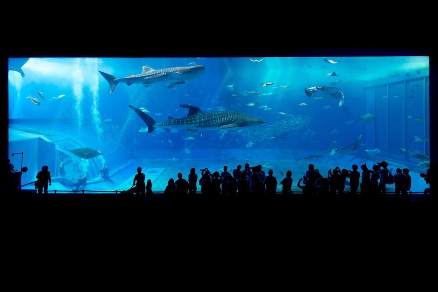 虎林市魚鑫之家水族館
