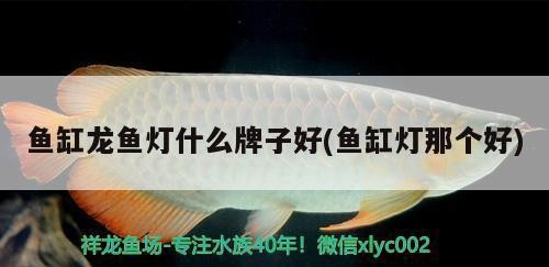 銀龍魚和白化龍魚能混養嗎圖片欣賞（銀龍魚和白化龍魚能混養嗎圖片欣賞大全）