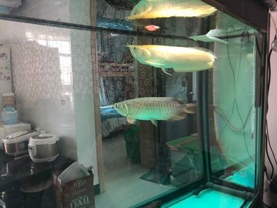 龍魚為什么死了放冰箱里能活呢