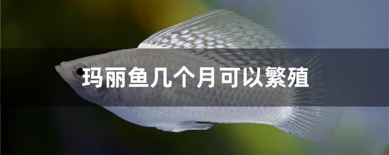 紅色魚缸圖片高清（魚缸壁變紅） 紅色魚缸圖片高清（魚缸壁變紅） 虎魚百科 第1張