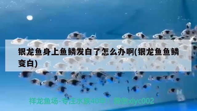 銀龍魚身上魚鱗發白了怎么辦啊(銀龍魚魚鱗變白)