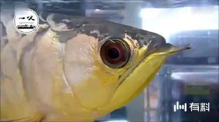 紅龍魚不開燈養會怎樣