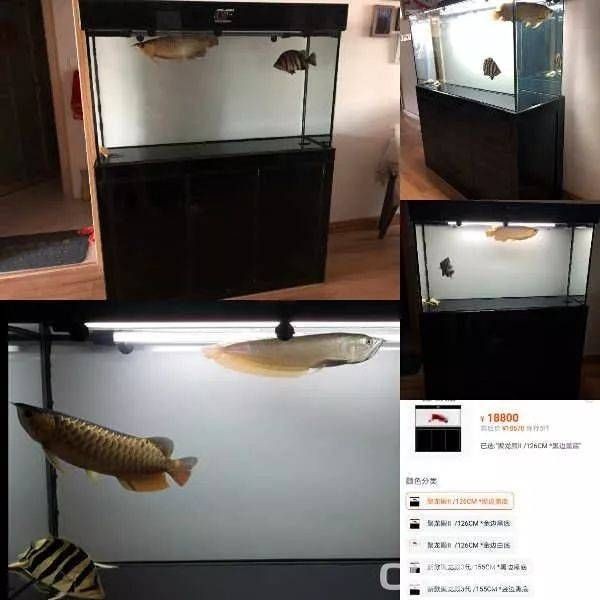 水族箱養護指南：二手魚缸水族箱如何選擇