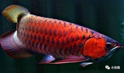 養龍魚如何控制好水質