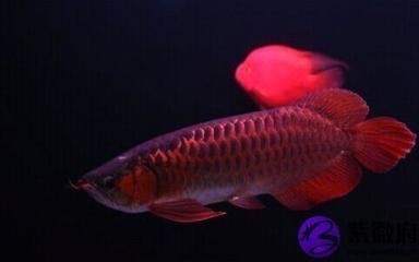 西寧市城東區智凝水緣水族水族館（西寧市城東區智凝水緣水族水族館地址）