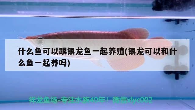 什么魚可以跟銀龍魚一起養殖(銀龍可以和什么魚一起養嗎)