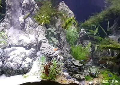 觀賞魚缸換水的正確方法：觀賞魚缸換水步驟及注意事項(xiàng)