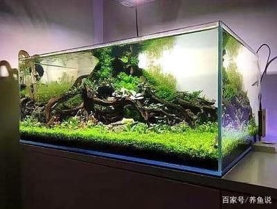 觀賞魚缸換水的正確方法：觀賞魚缸換水步驟及注意事項(xiàng)