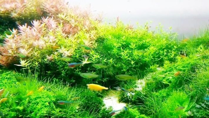 銀龍魚苗怎么養活圖解大全（銀龍魚苗怎么養活圖解大全視頻）