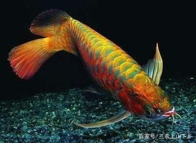 龍魚怎么養才會體型寬大呢