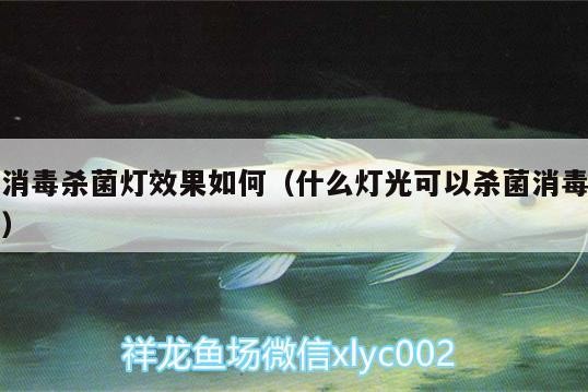 消毒殺菌燈效果如何（什么燈光可以殺菌消毒）