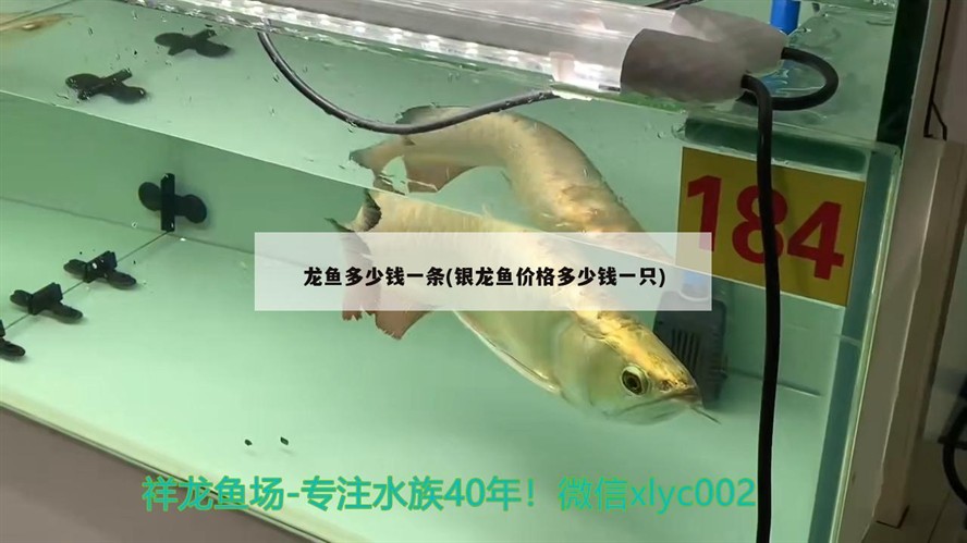 龍魚多少錢一條(銀龍魚價格多少錢一只)