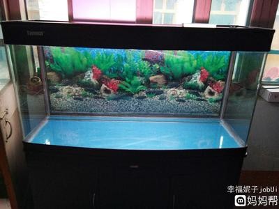 金龍魚放大后有哪些細節觀察，金龍魚放大后的細節觀察顯示，其身體結構復雜且精細 金龍魚放大后有哪些細節觀察，金龍魚放大后的細節觀察顯示，其身體結構復雜且精細 龍魚百科 第2張