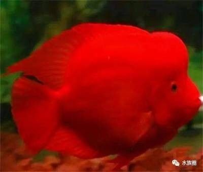 龍魚身上有白斑怎么辦啊