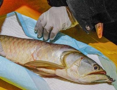 金龍魚死了可以吃嗎【金龍魚銀龍魚能吃掉清道夫嗎】