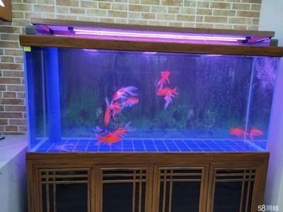 改善魚缸水質監測技巧掌握正確的水質監測技巧掌握正確的水質監測：如何改善魚缸水質