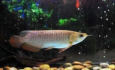 龍魚適應(yīng)新環(huán)境要多久