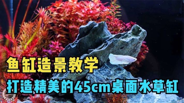 銀龍魚魚缸尺寸規格（銀龍魚魚缸尺寸規格表）