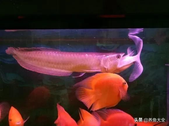 龍魚干蝦有營養嗎 銀龍魚多少一條:一斤的魚飼料夠銀龍魚吃多少天的 銀龍魚百科 銀龍魚多少一條:一斤的魚飼料夠銀龍魚吃多少天的 銀龍魚多少一條:一斤的魚飼料夠銀龍魚吃多少天的 銀龍魚百科