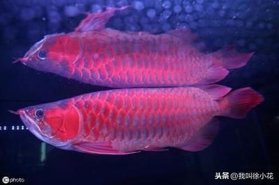 銀龍魚吃草金魚好嗎（銀龍魚吃草金魚好嗎視頻）
