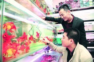 呼和浩特魚缸店：呼和浩特市魚缸店