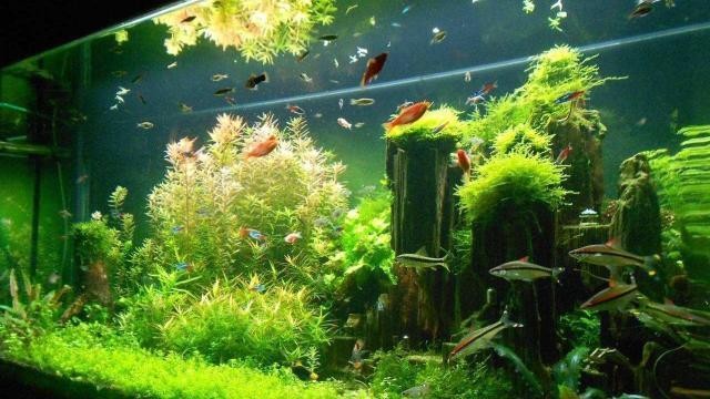 銀龍魚水溫低于20度會死嗎（銀龍魚喜歡開燈還是不開燈）