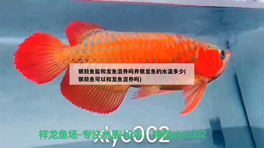 銀鼓魚能和龍魚混養嗎養銀龍魚的水溫多少(銀鼓魚可以和龍魚混養嗎)
