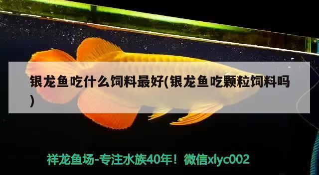 銀龍魚吃什么飼料最好(銀龍魚吃顆粒飼料嗎)