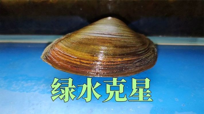 養(yǎng)河蚌在魚缸里有利也有弊：養(yǎng)河蚌在魚缸里有其好處和需要注意的問題和需要注意的問題