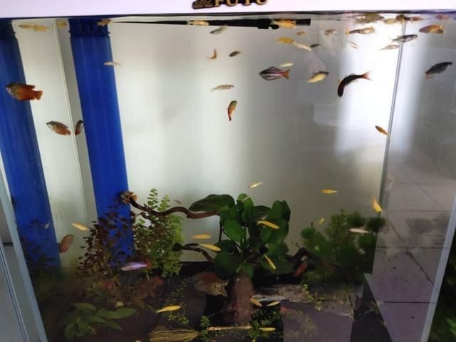 紅箭魚飼養(yǎng)技巧：火山石與紅箭魚火山石的飼養(yǎng)技巧想要養(yǎng)好紅箭魚了解一下 紅箭魚飼養(yǎng)技巧：火山石與紅箭魚火山石的飼養(yǎng)技巧想要養(yǎng)好紅箭魚了解一下 魚缸百科 第1張